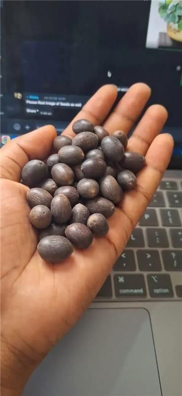 Bonsai Lotus Flower Seeds (Kamalgatta)