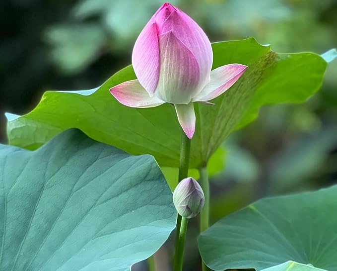Bonsai Lotus Flower Seeds (Kamalgatta)