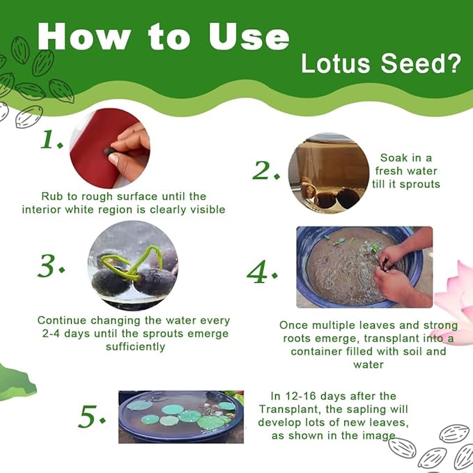 Bonsai Lotus Flower Seeds (Kamalgatta)