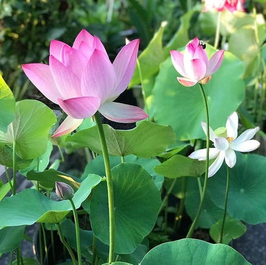 Bonsai Lotus Flower Seeds (Kamalgatta)
